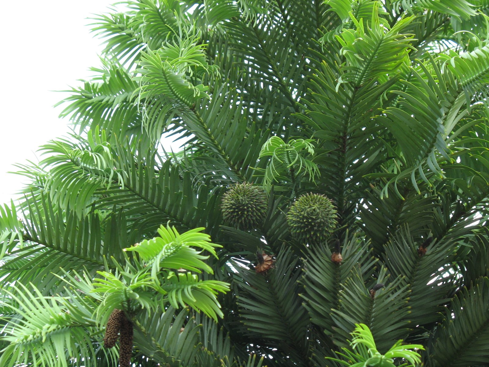 The Wollemi Pine: A Living Fossil in Australia (image credits: wikimedia)