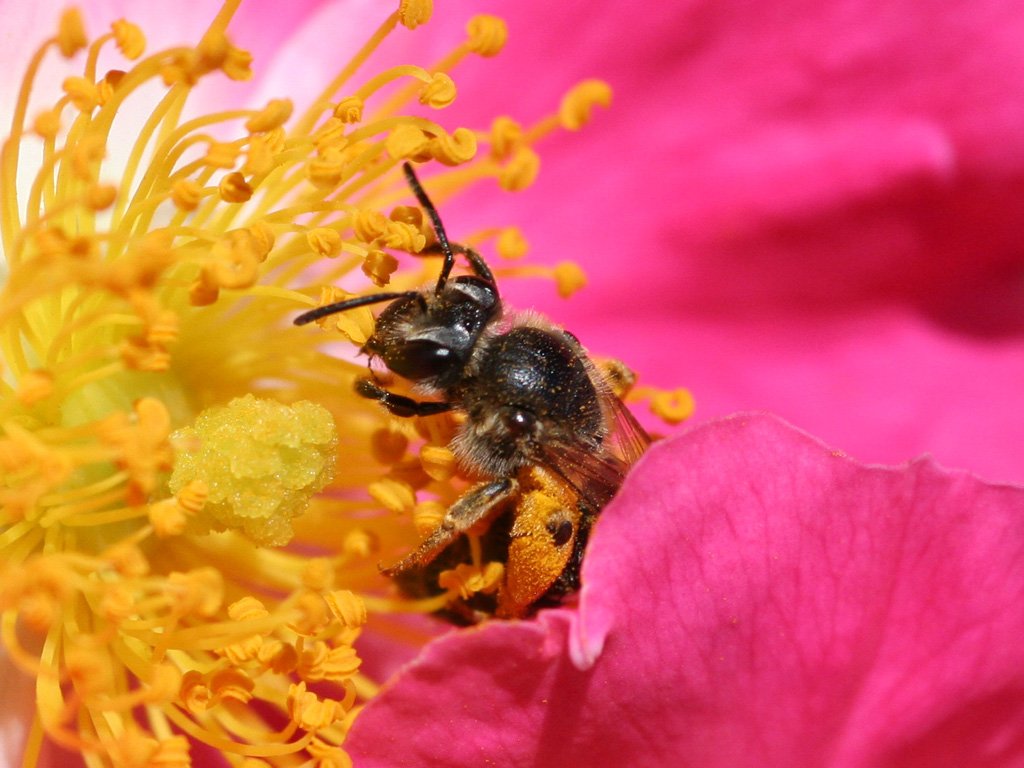 Symbiosis and Co-Evolution (image credits: wikimedia)