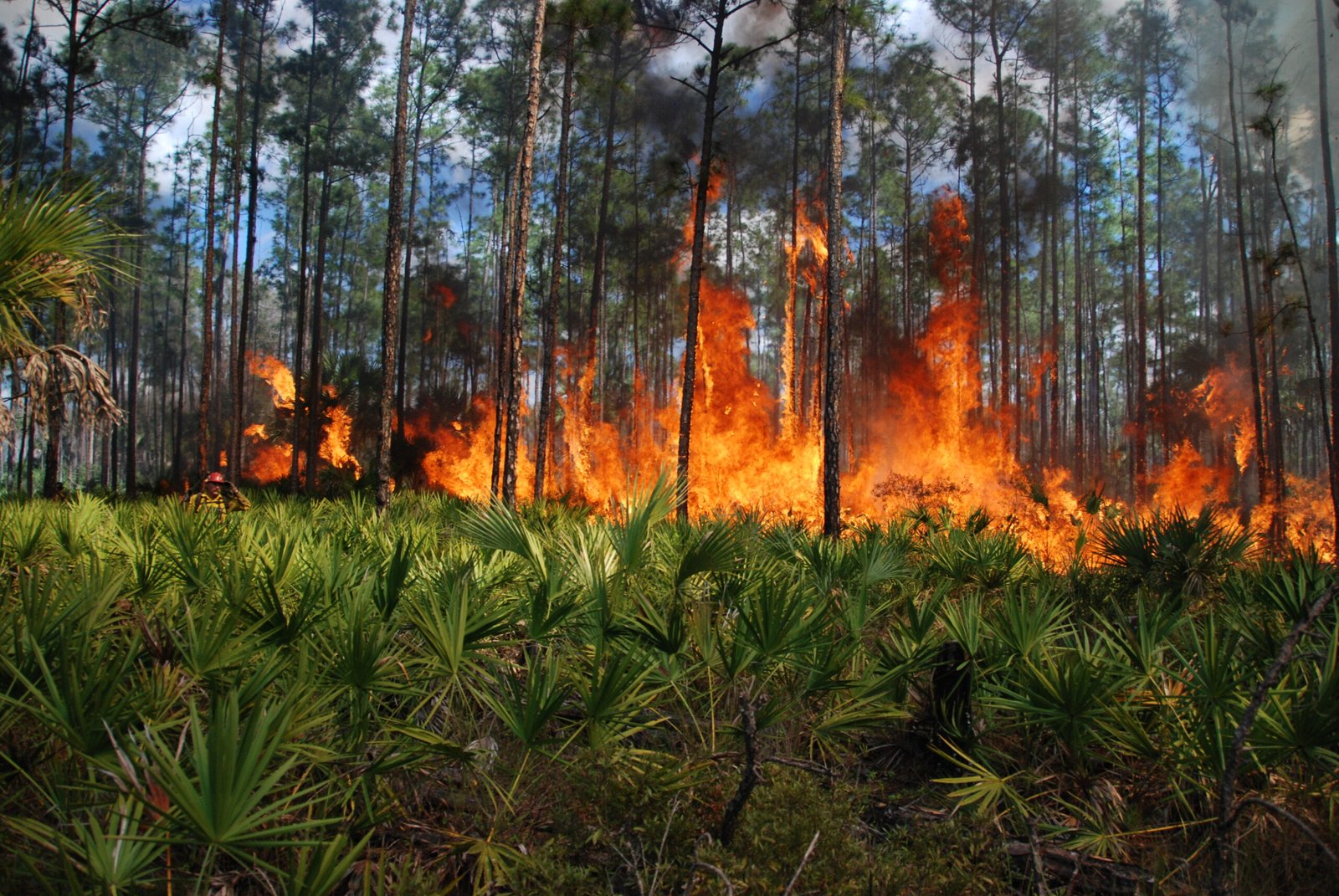The Unseen Consequences: Predator and Prey Dynamics (image credits: wikimedia)