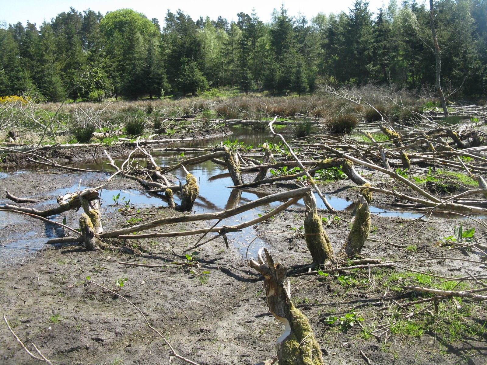 The Impact on Ecosystems: More Than Just Builders (image credits: wikimedia)