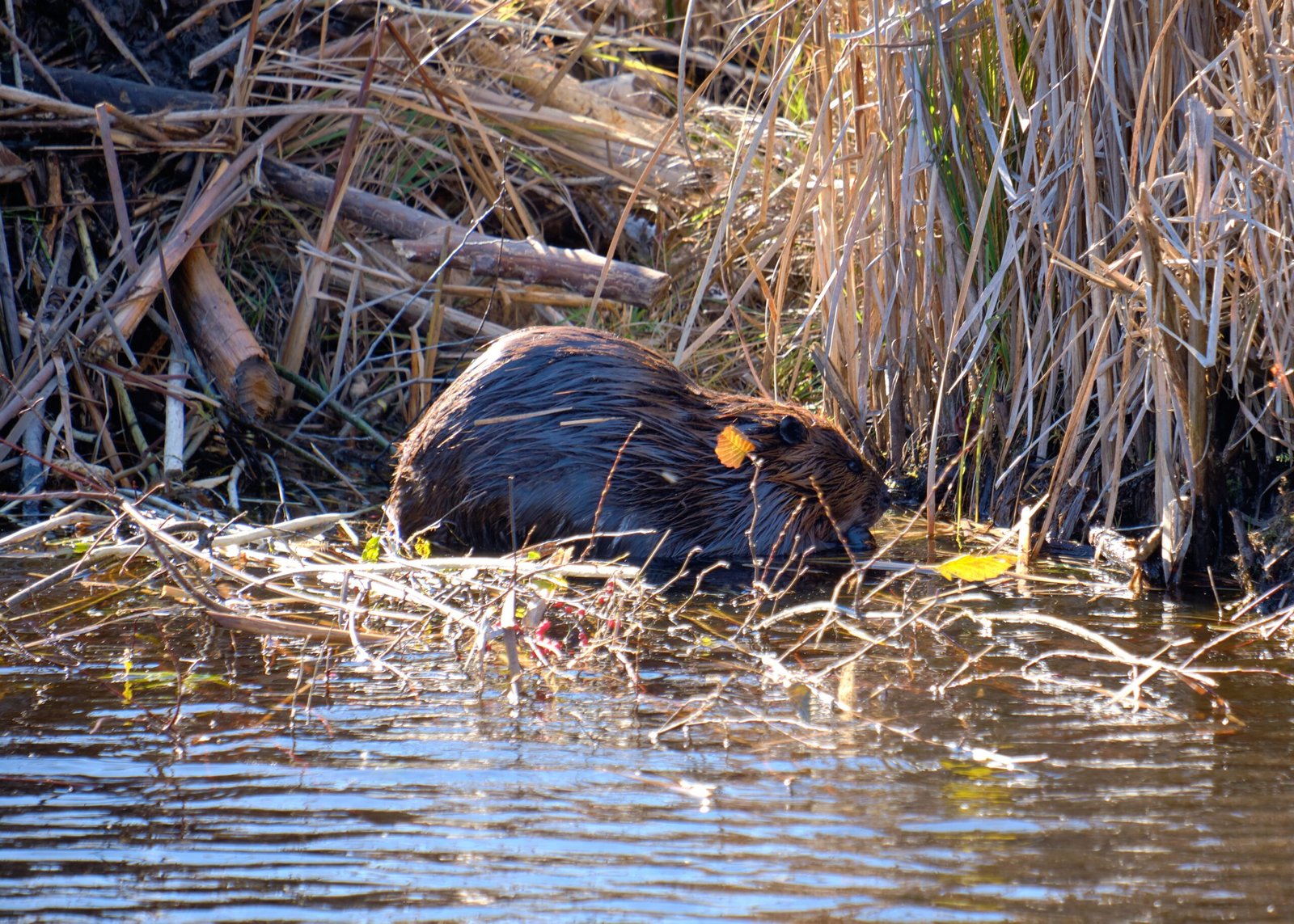 Unintended Consequences: When Beavers Build Too Much (image credits: wikimedia)