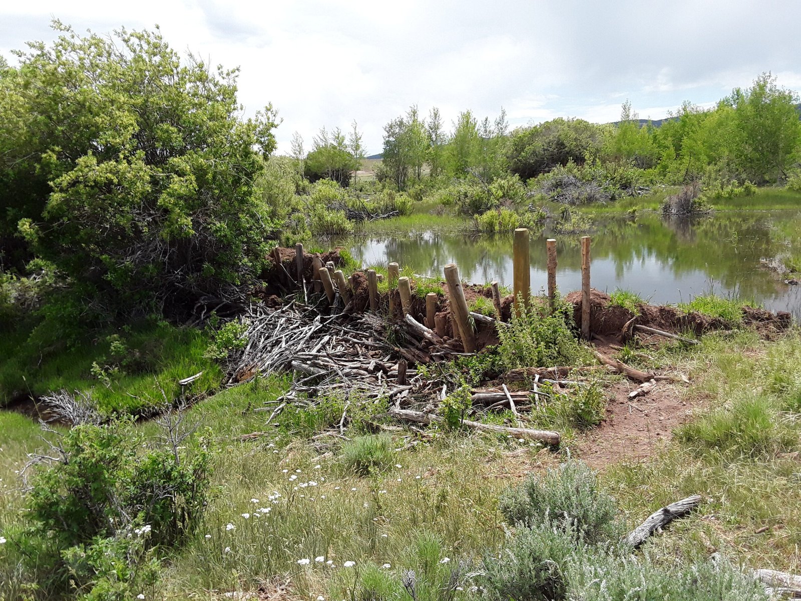 How Beavers Learn: The Role of Experience (image credits: wikimedia)