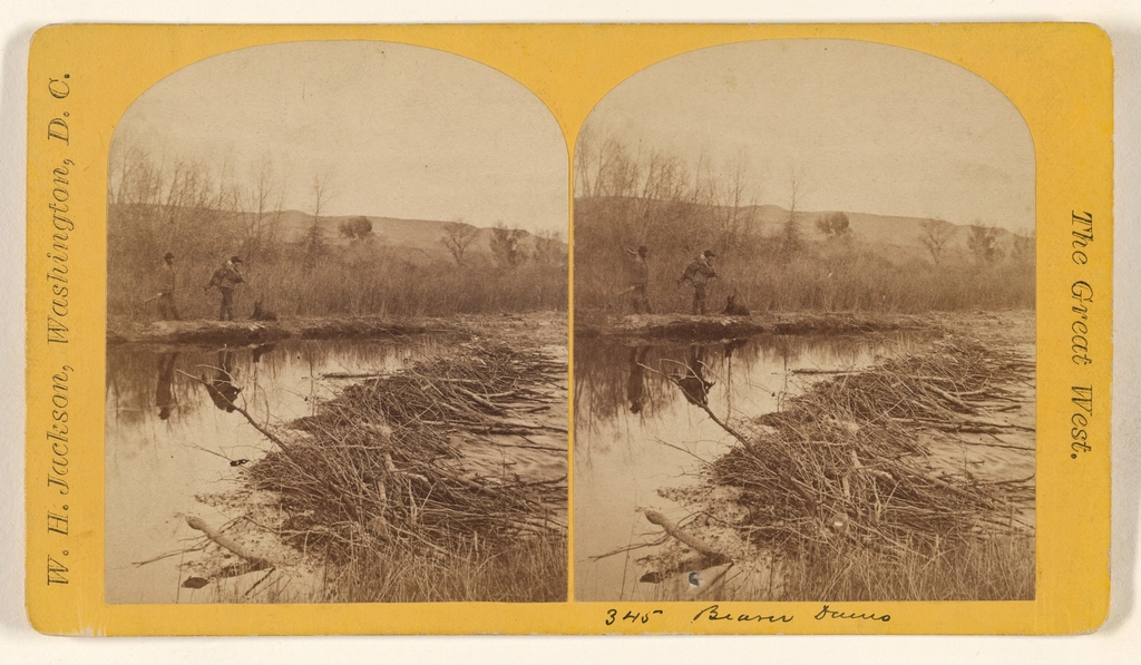 Beavers in Action: Real-World Observations (image credits: rawpixel)