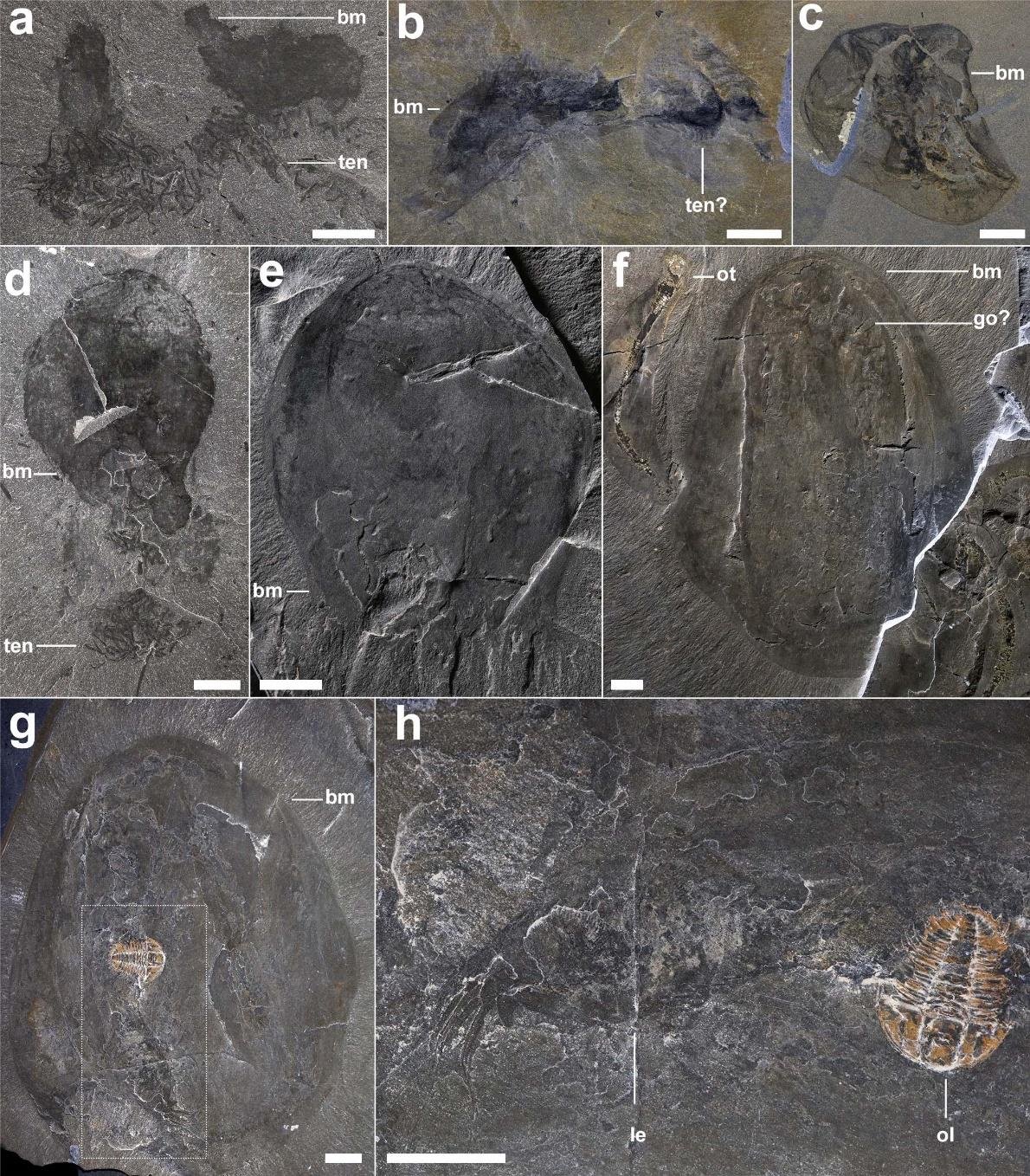The Ancient Origins of Jellyfish (image credits: wikimedia)