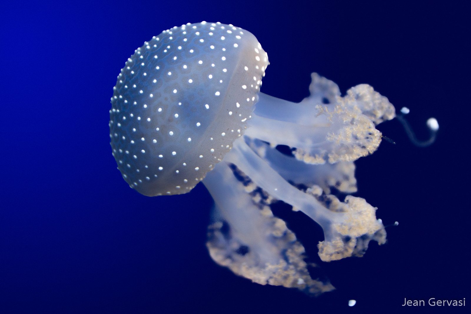 Jellyfish Stings: Nature’s Cunning Defense (image credits: wikimedia)