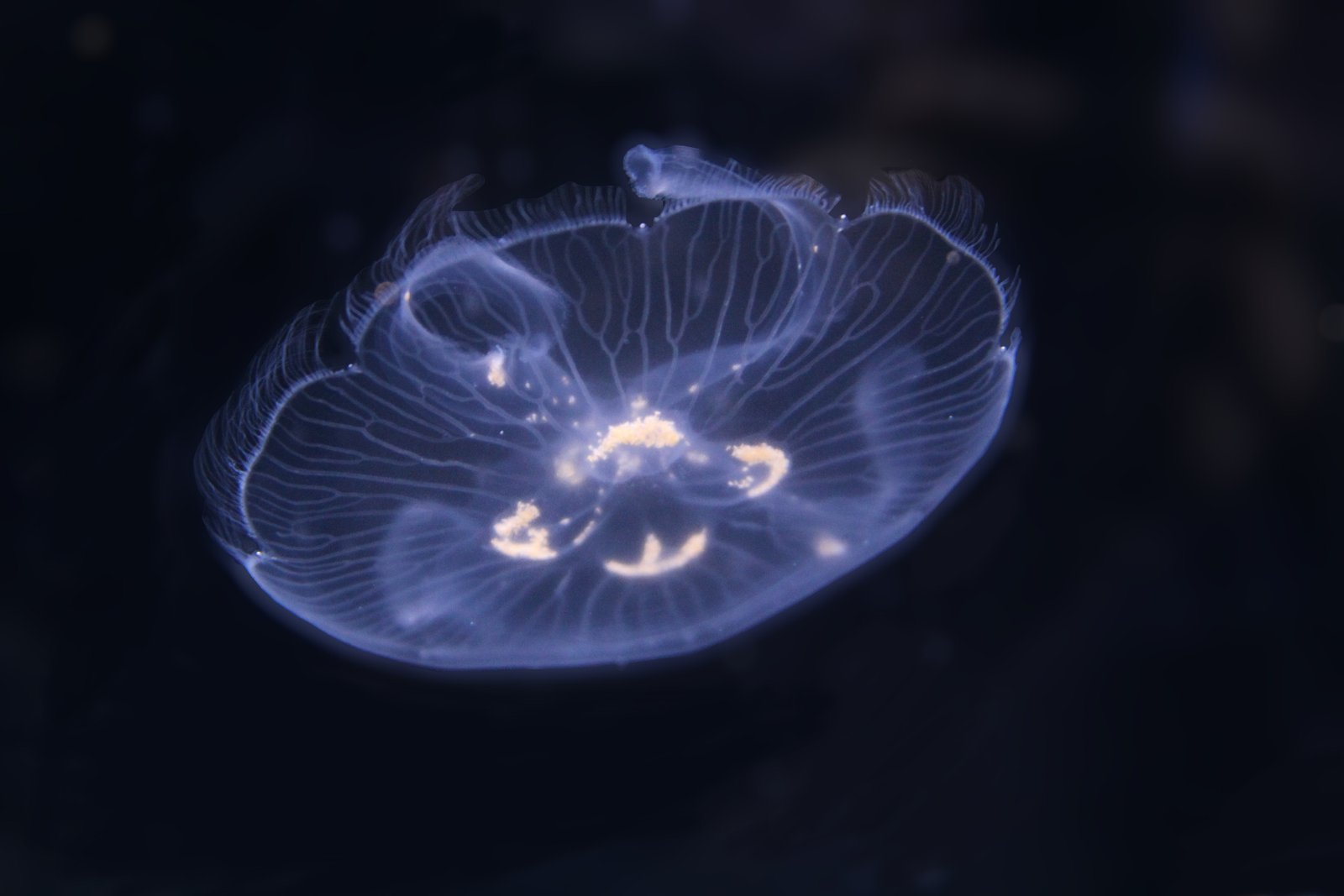 Jellyfish in Human Culture (image credits: wikimedia)