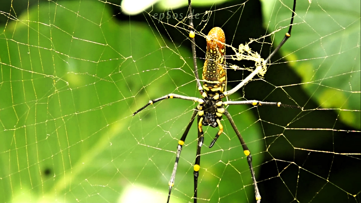 The Physics Behind the Silken Threads (image credits: wikimedia)