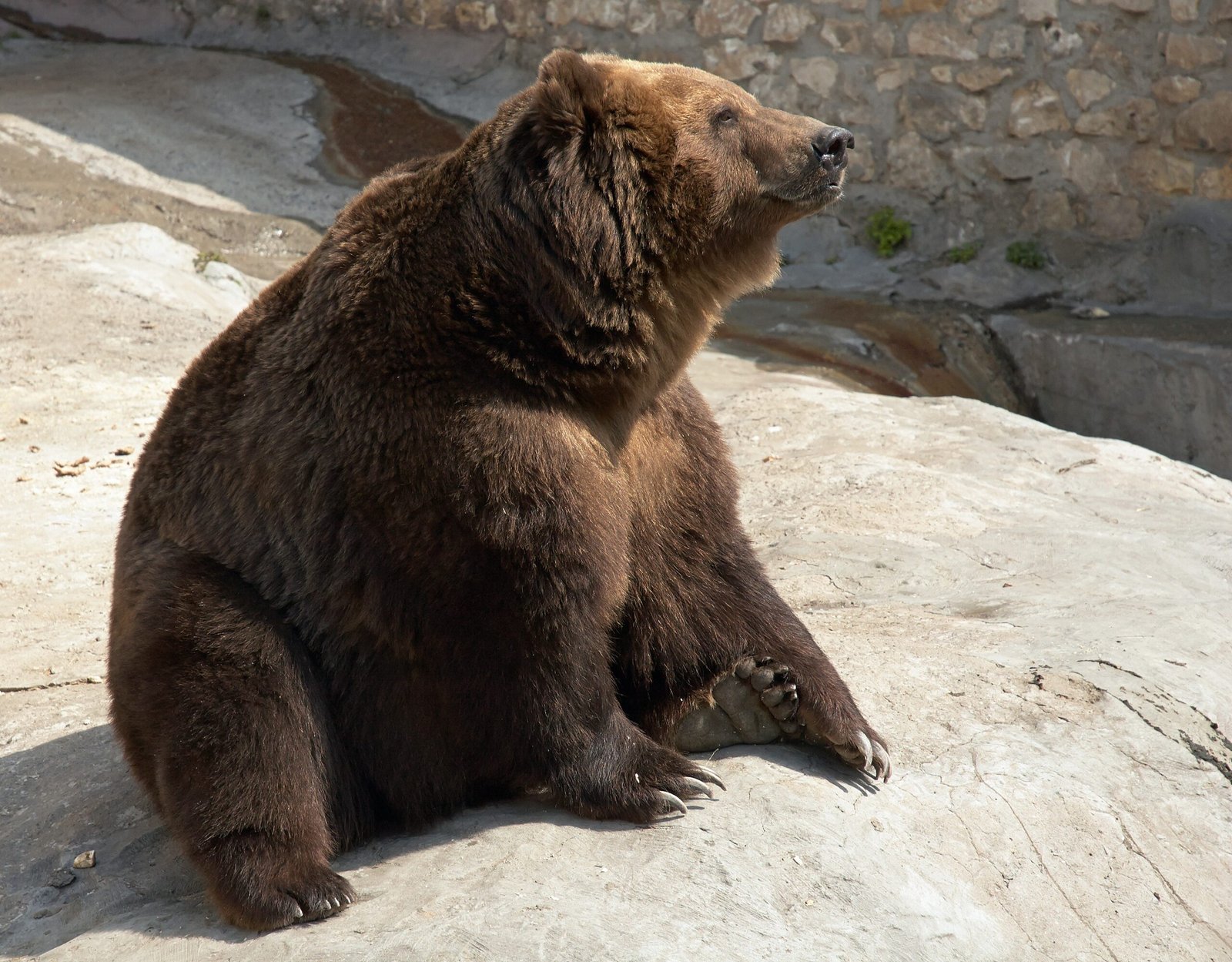 Moscow Zoo (Russia): A Historic Giant (image credits: wikimedia)