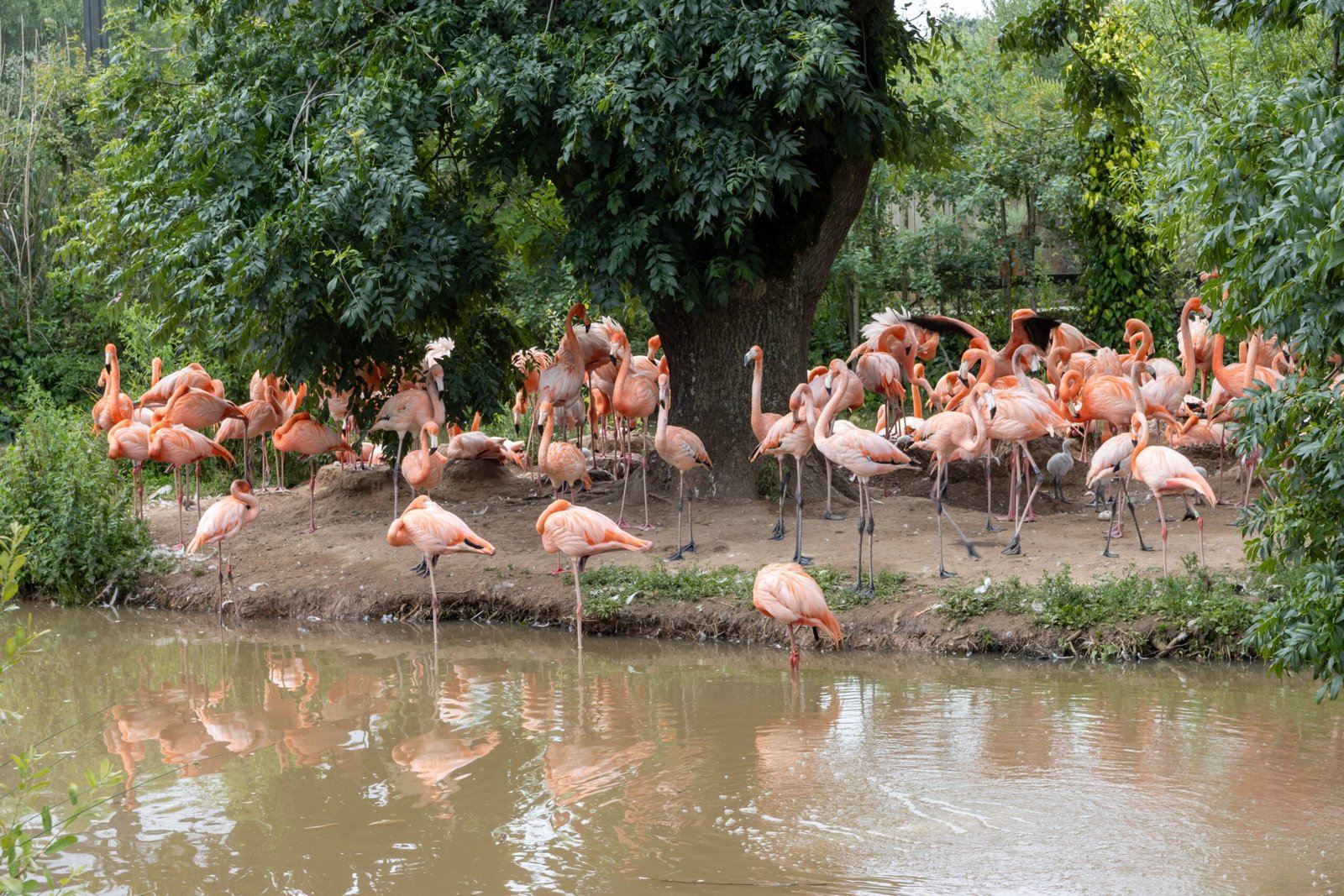 Chester Zoo (UK): Britain’s Conservation Champion (image credits: wikimedia)