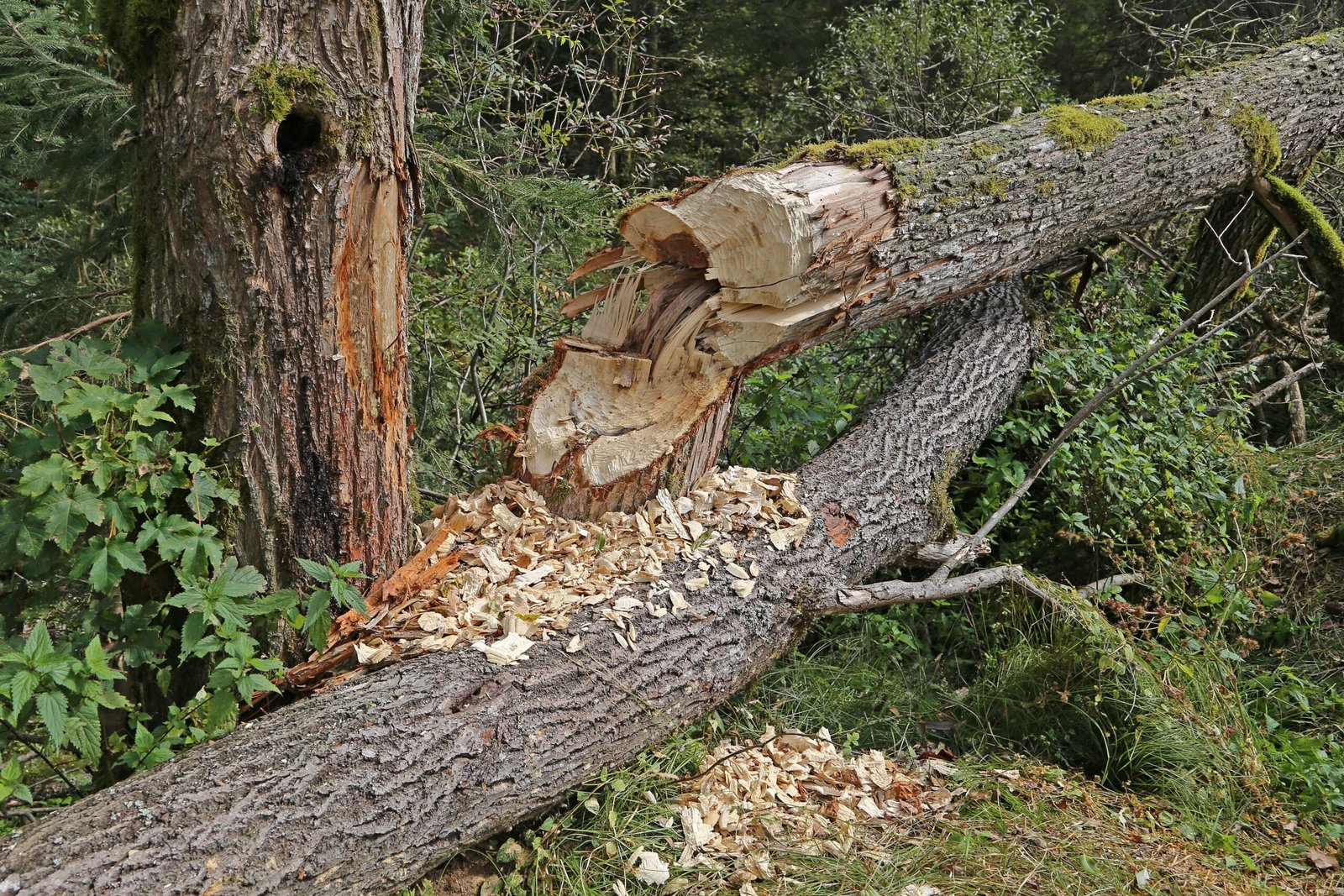 Water Wizards: Beavers and the Hydrological Cycle (image credits: wikimedia)
