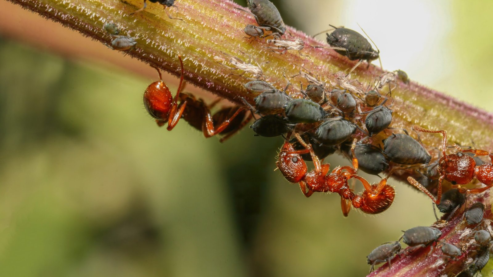 The Mutual Benefits of Ant-Aphid Relationships (image credits: wikimedia)