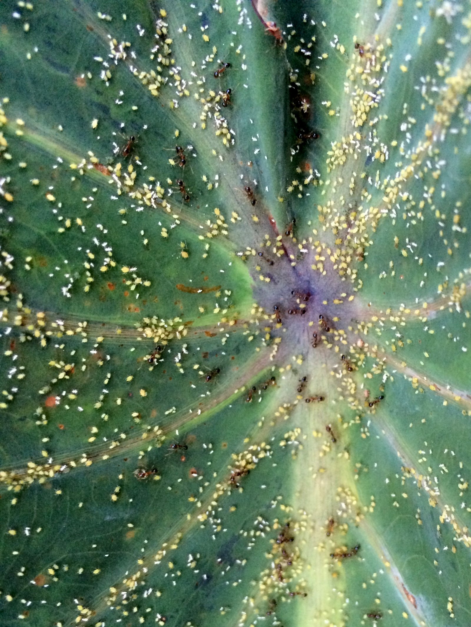 Ant Techniques for Managing Aphid Herds (image credits: wikimedia)