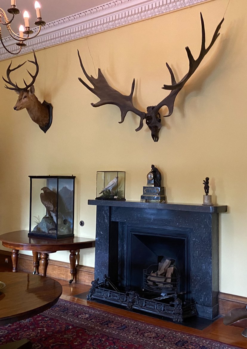 The Marvel of Antlers (image credits: wikimedia)