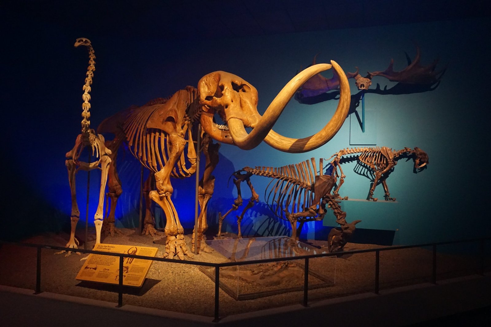 Life During the Ice Age (image credits: wikimedia)