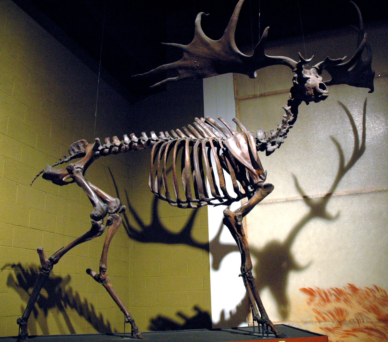 Masters of Adaptation (image credits: wikimedia)