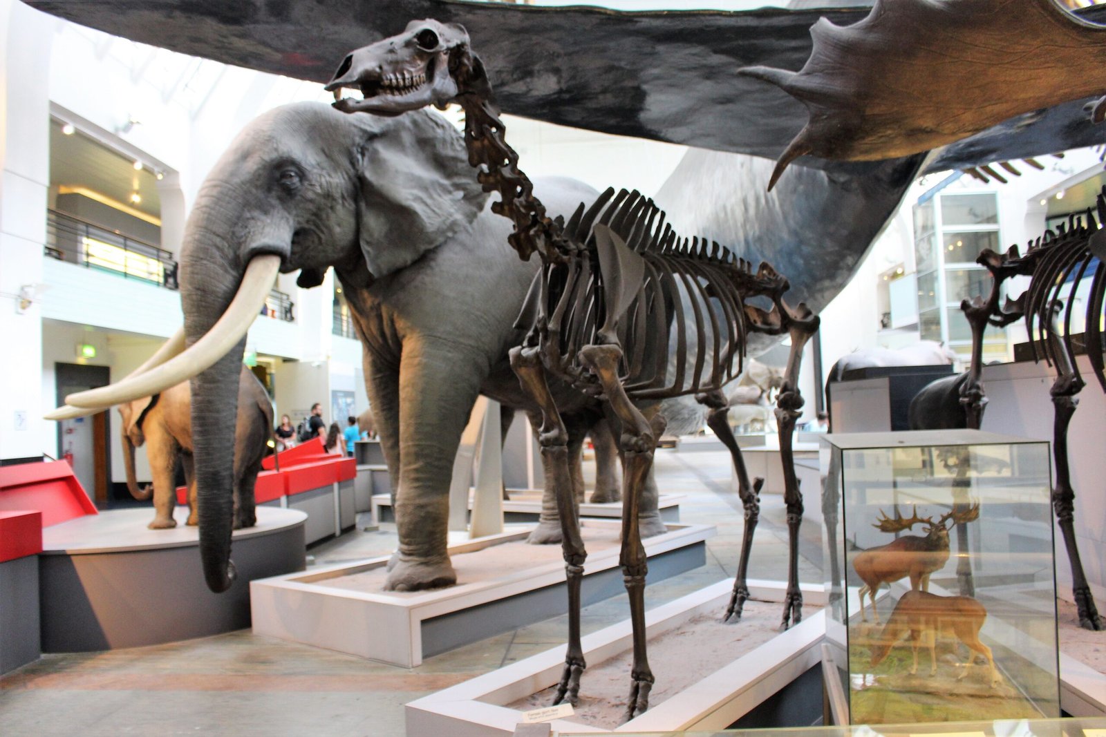 The Mystery of Extinction (image credits: wikimedia)