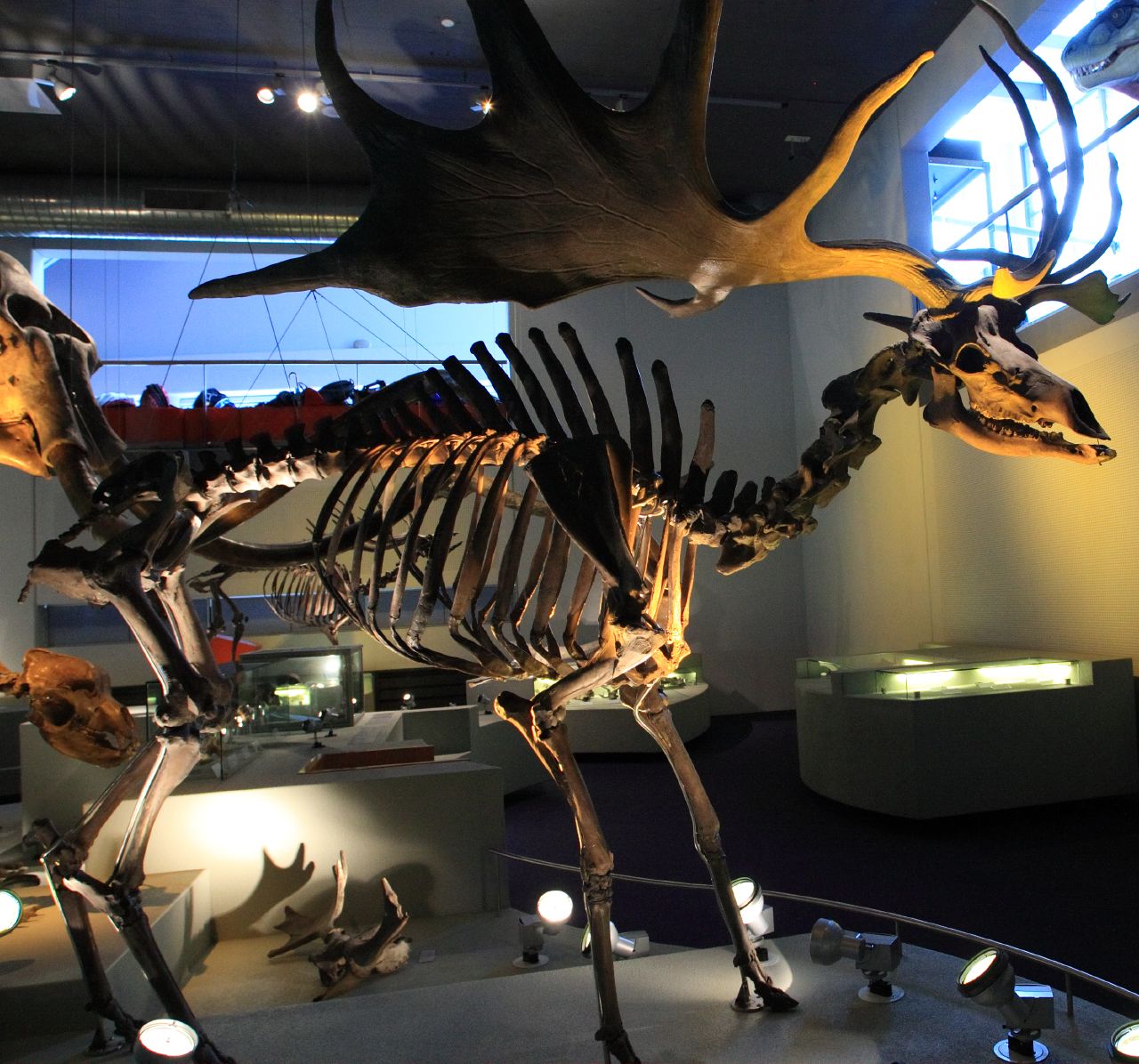 The Irish Elk: The Extinct Giant Deer That Once Roamed the Emerald Isle