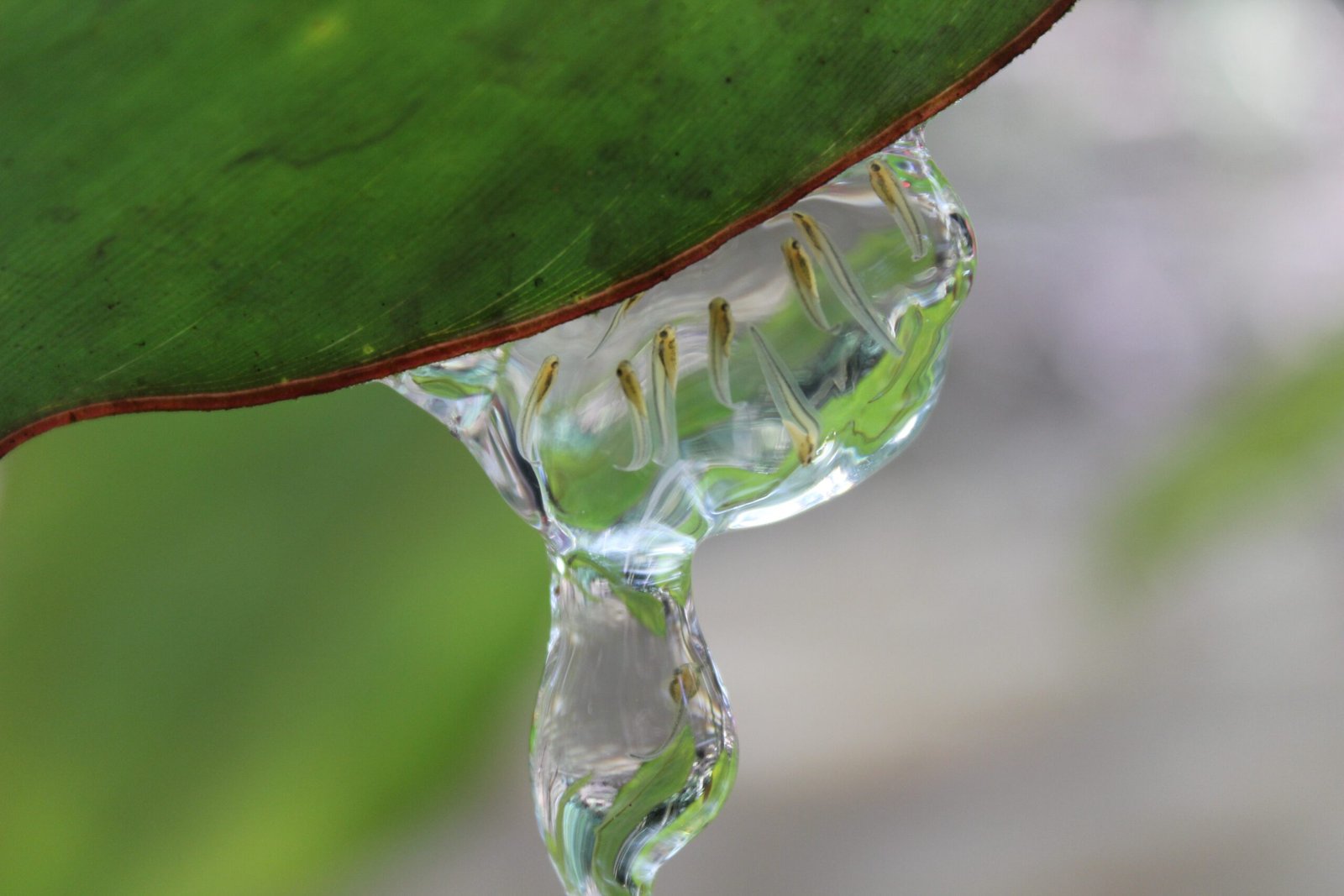 Captive Breeding: Growing Hope, One Tadpole at a Time (image credits: wikimedia)