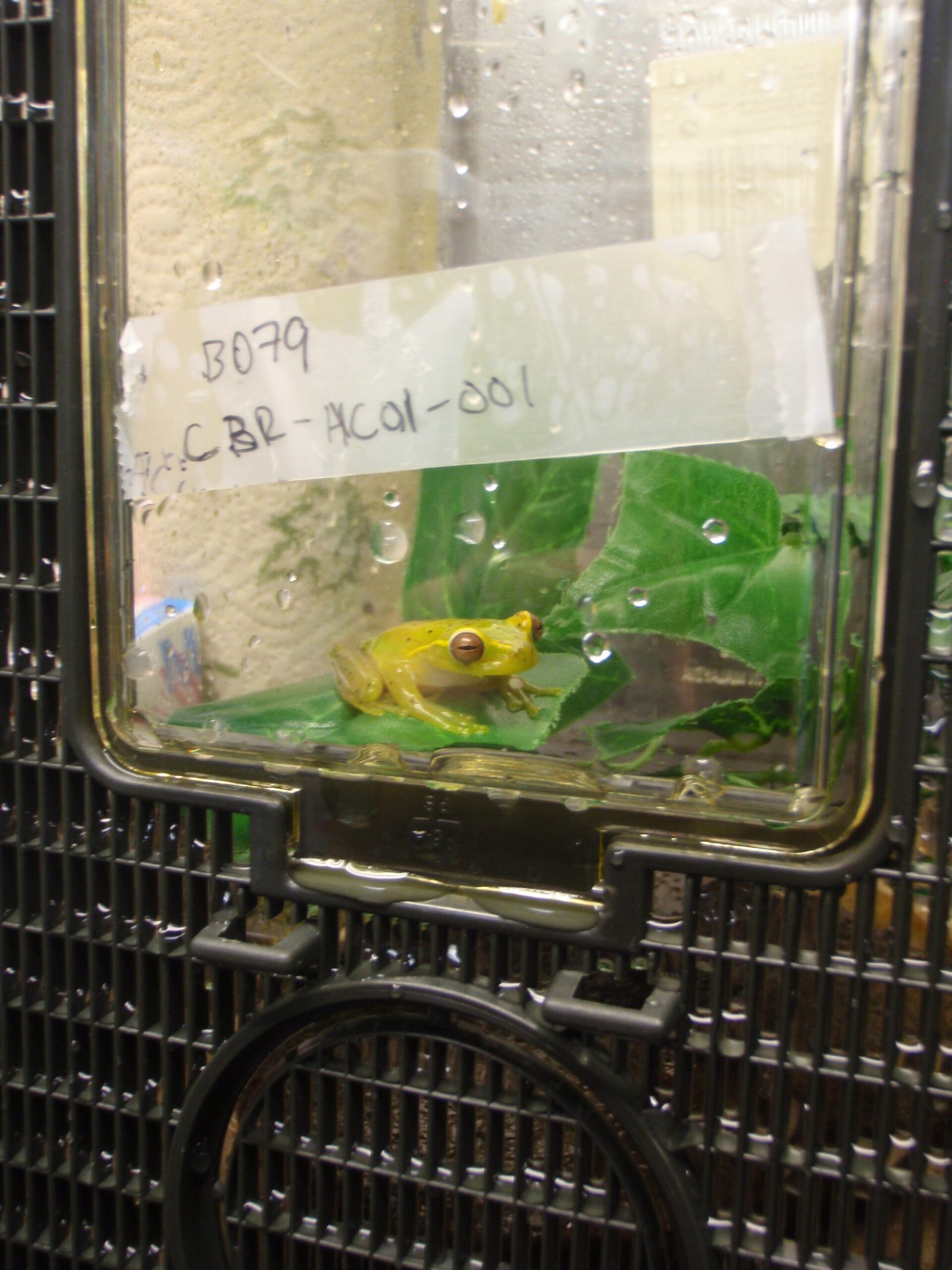 Quarantine and Disease Management: Keeping Fungus at Bay (image credits: wikimedia)