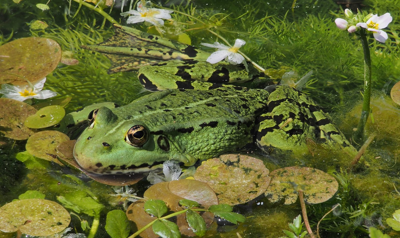 Global Collaboration: United Against Extinction (image credits: wikimedia)