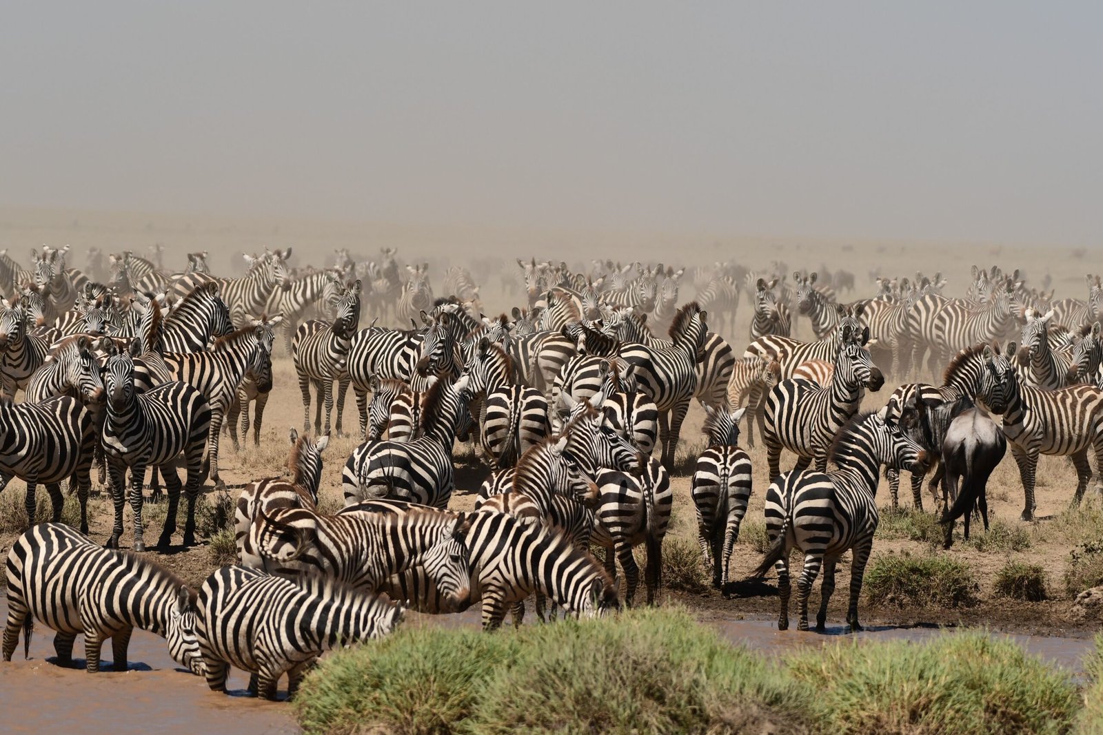 Identity in the Herd: Social Signaling (image credits: wikimedia)