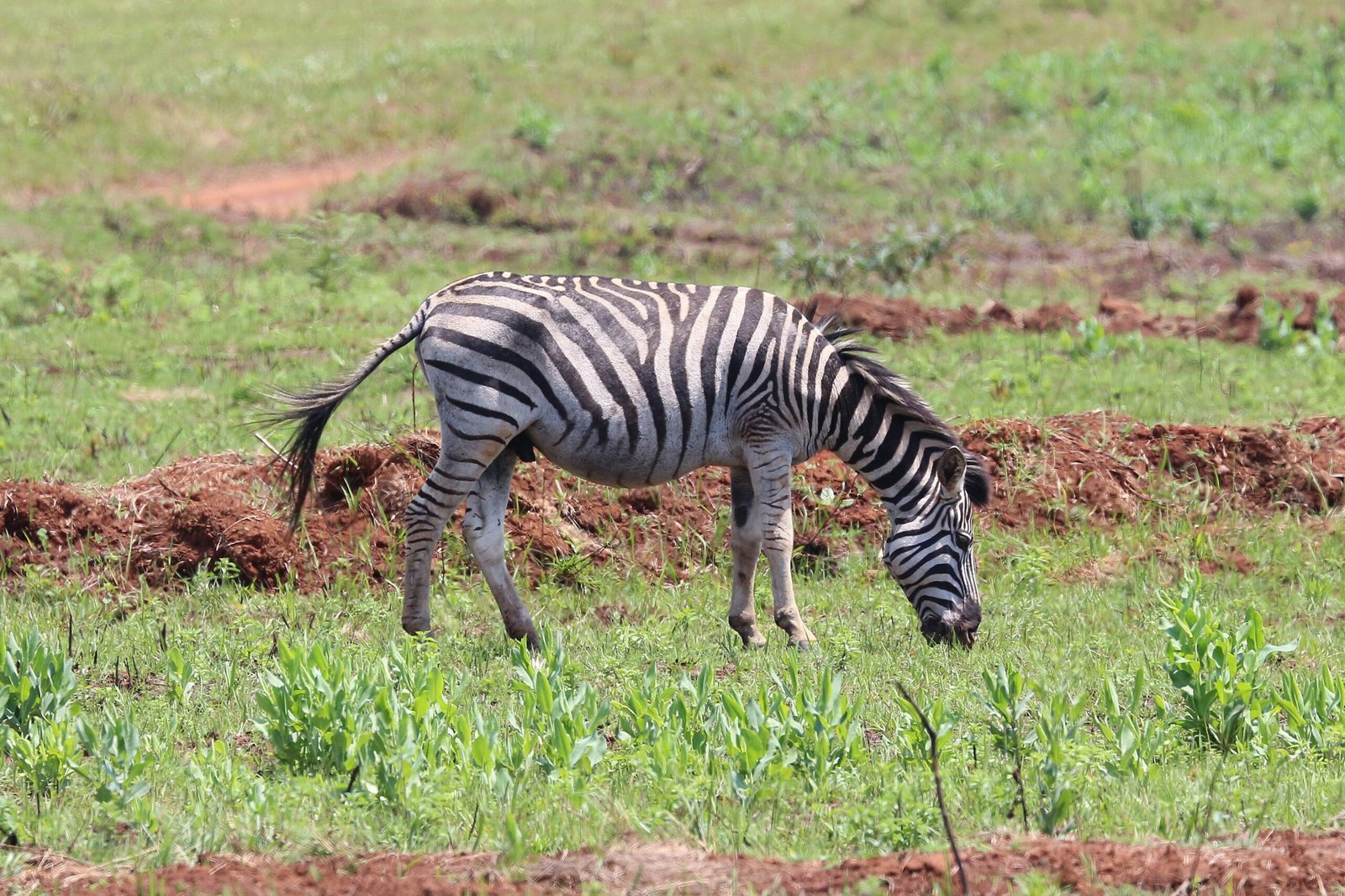 Camouflage—But Not How You Think (image credits: wikimedia)