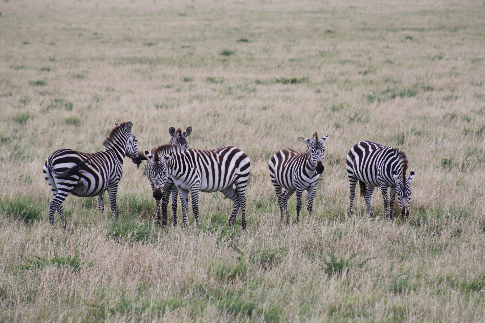 The Role of Night Vision: Stripes After Sunset (image credits: wikimedia)