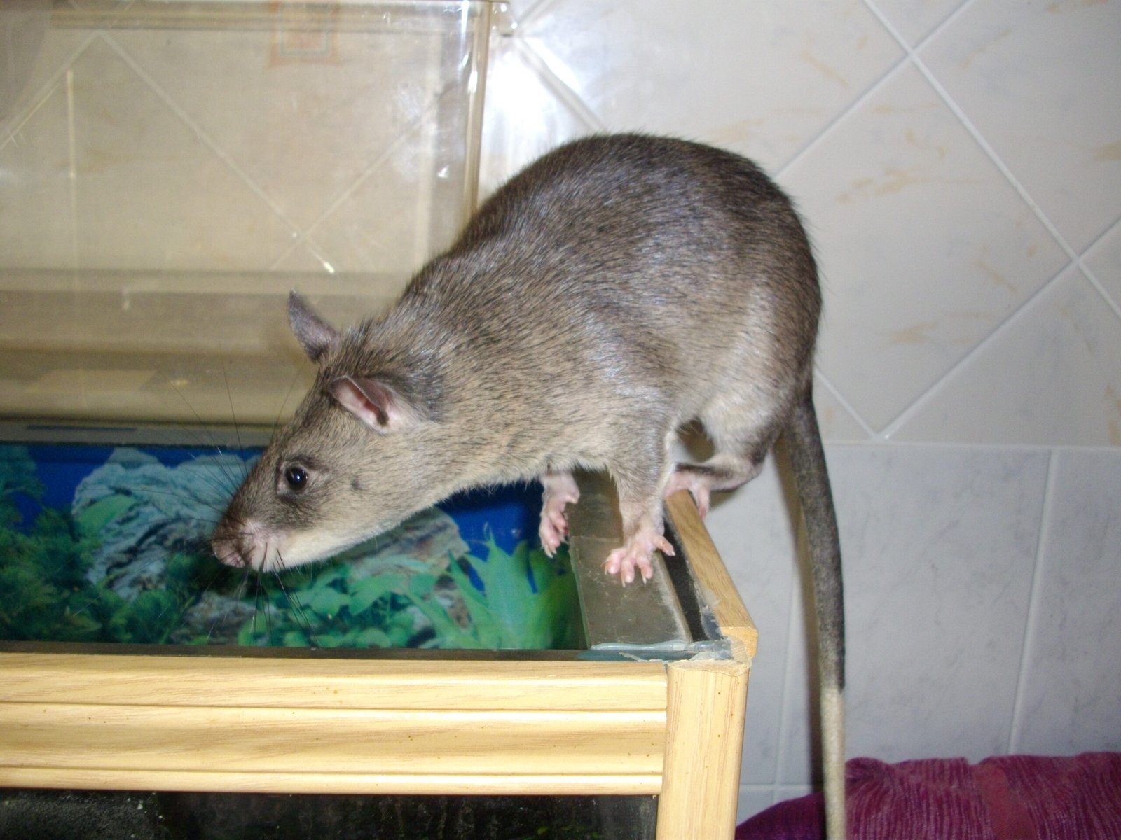 The Role of Play in Rat Society (image credits: wikimedia)