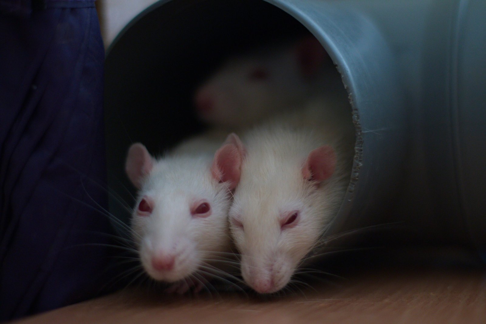 Emotional Lives Beyond Stereotypes (image credits: wikimedia)