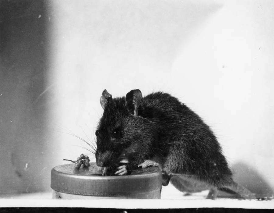 What the Future Holds for Rat Research (image credits: wikimedia)
