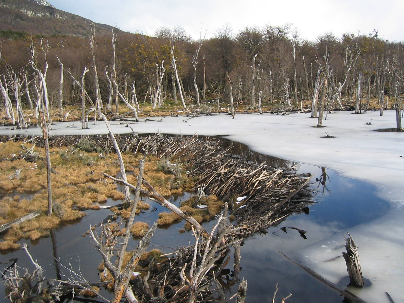 Locking Away Carbon for Climate Protection (image credits: wikimedia)