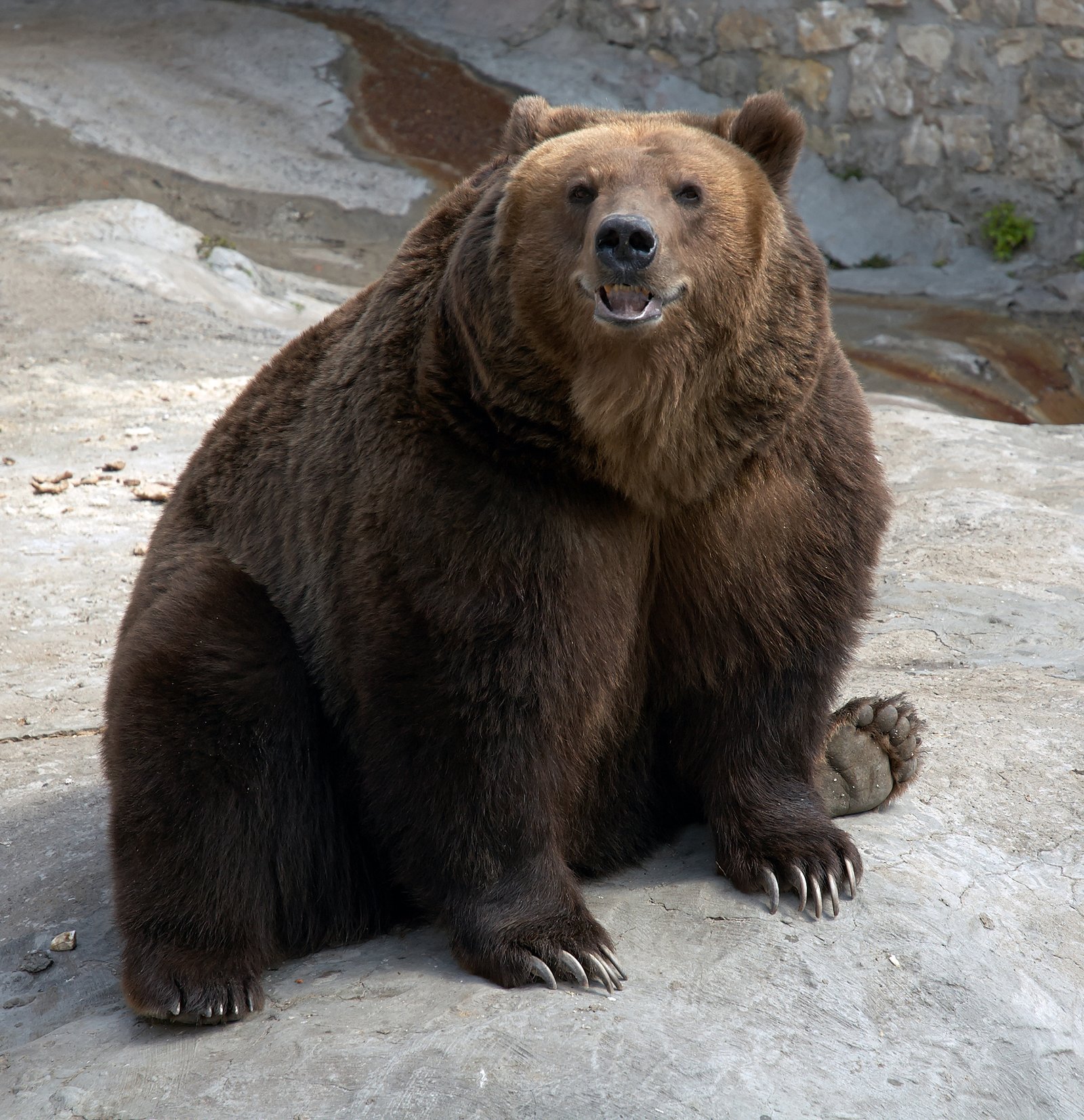 Moscow Zoo (Russia) (image credits: wikimedia)