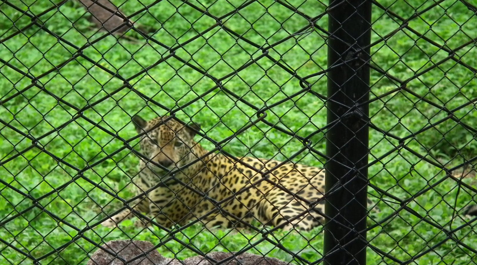 The Jaguar’s Vanishing Trail (image credits: wikimedia)