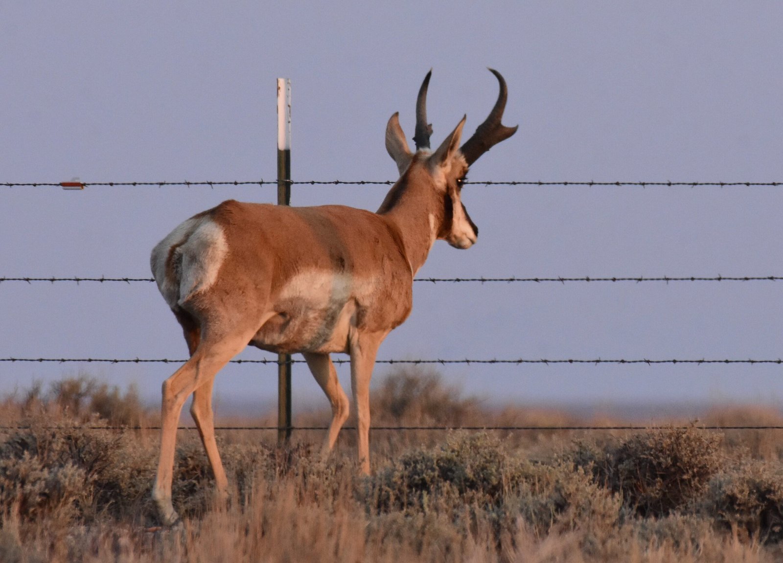 Pronghorns and the Struggle for Survival (image credits: wikimedia)