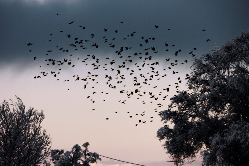 Spring Migration: A Race Against the Storms (image credits: wikimedia)