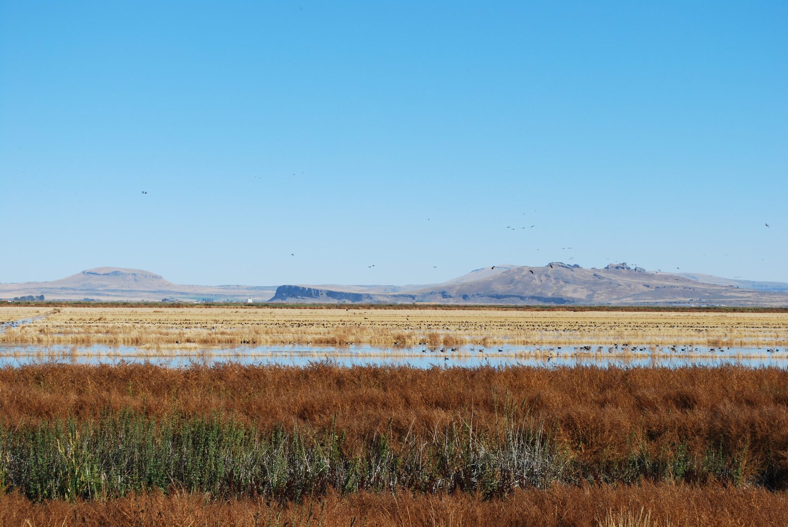 The Role of Stopover Habitats (image credits: wikimedia)