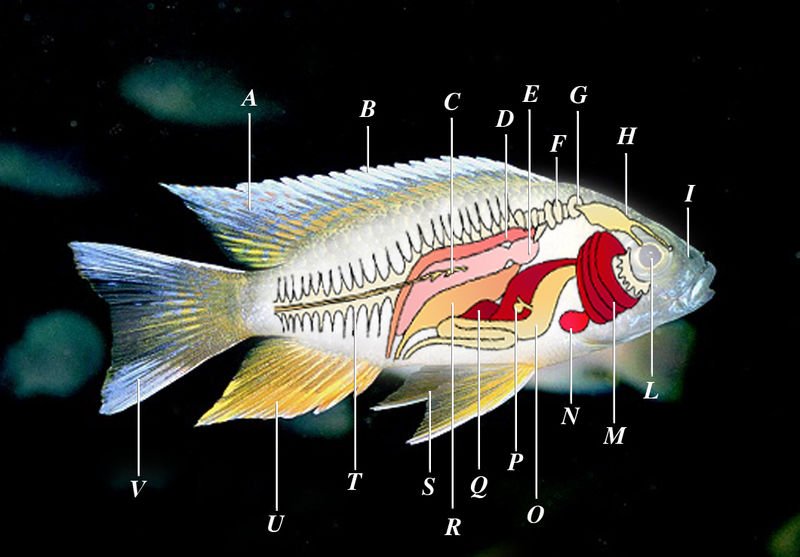 What Makes a Fish a Fish? (image credits: wikimedia)