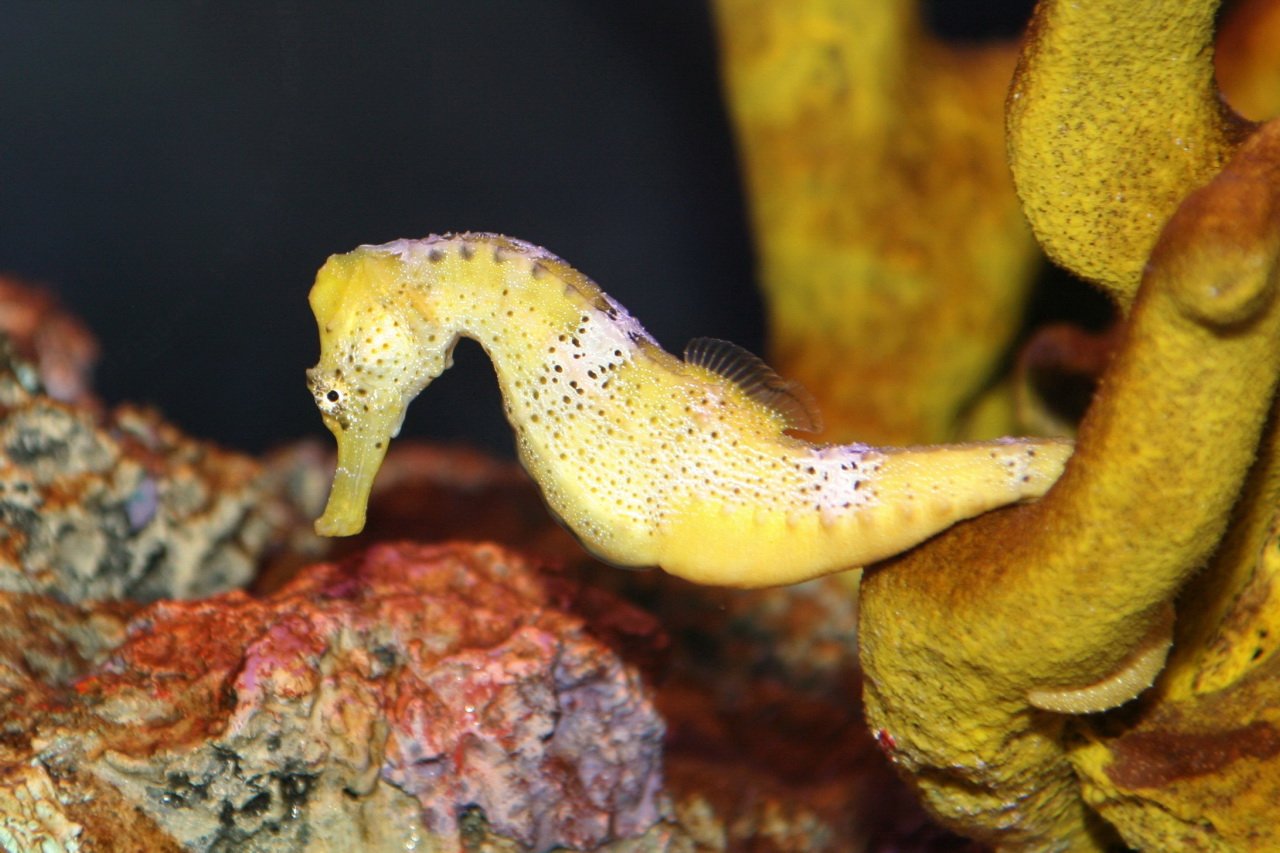 Sea Horses: The Oddballs of the Ocean (image credits: wikimedia)