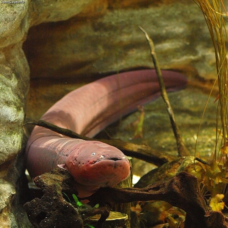Electric Eels: Shocking Impostors (image credits: wikimedia)