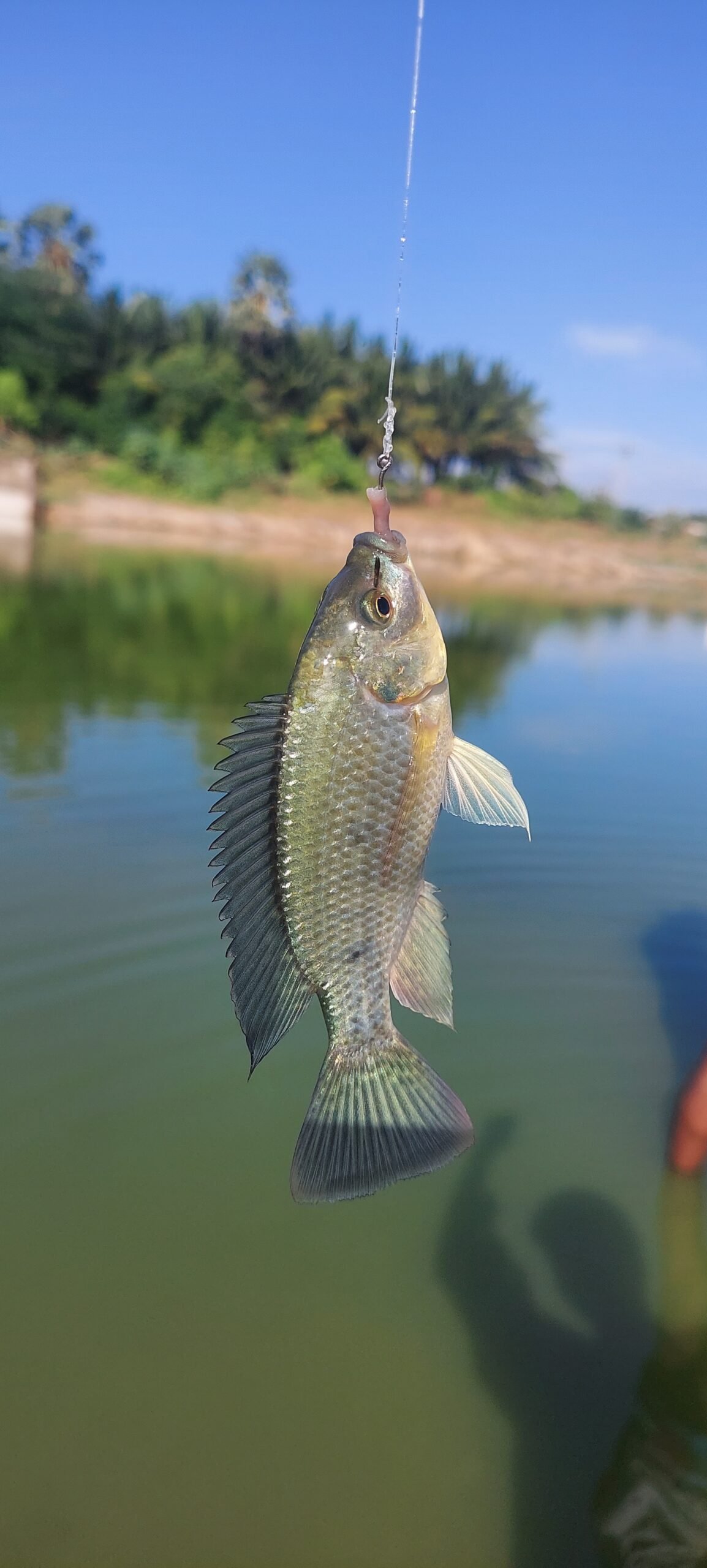 Lampreys and Hagfish: The Jawless Wonders (image credits: wikimedia)