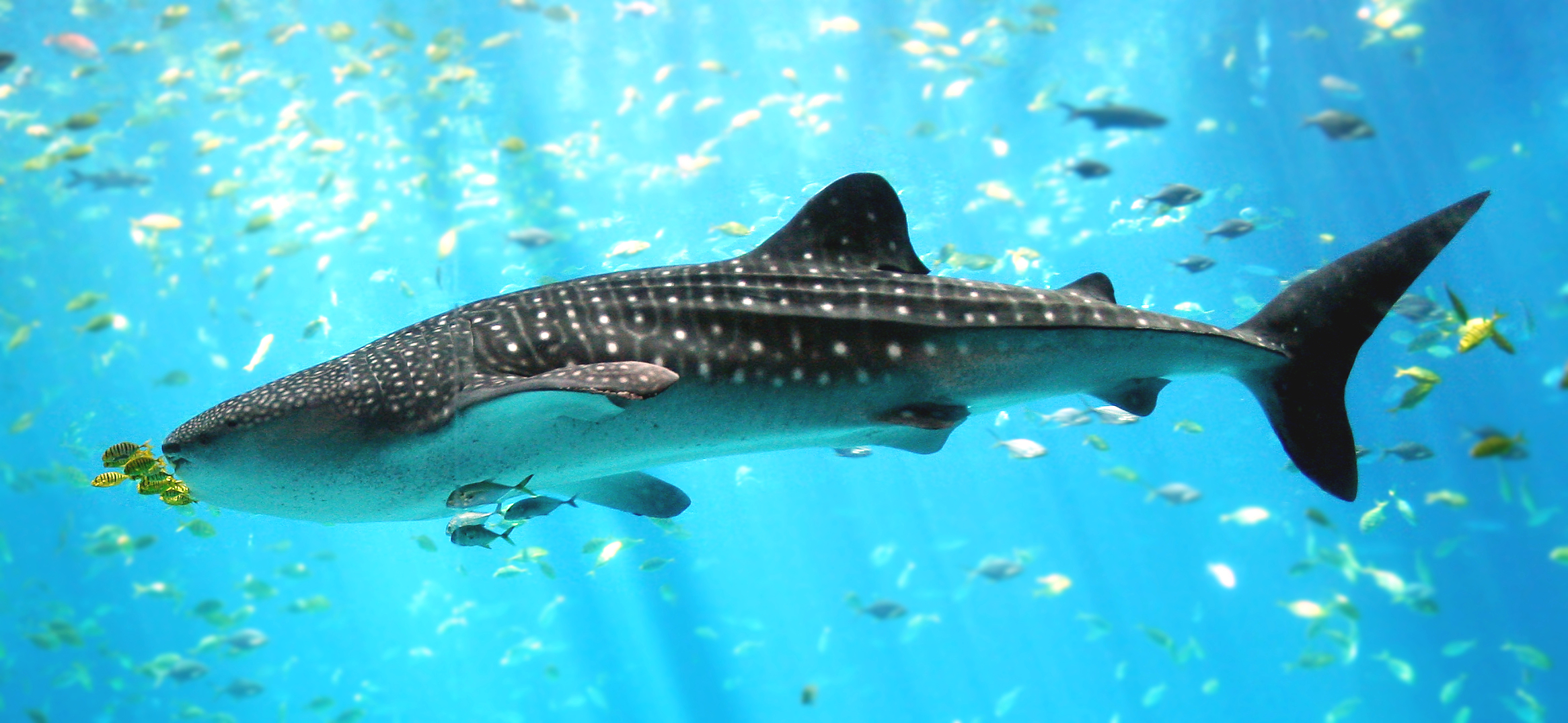 The Fake Family of Fish: A Deep Dive Into Evolution’s Red Herrings
