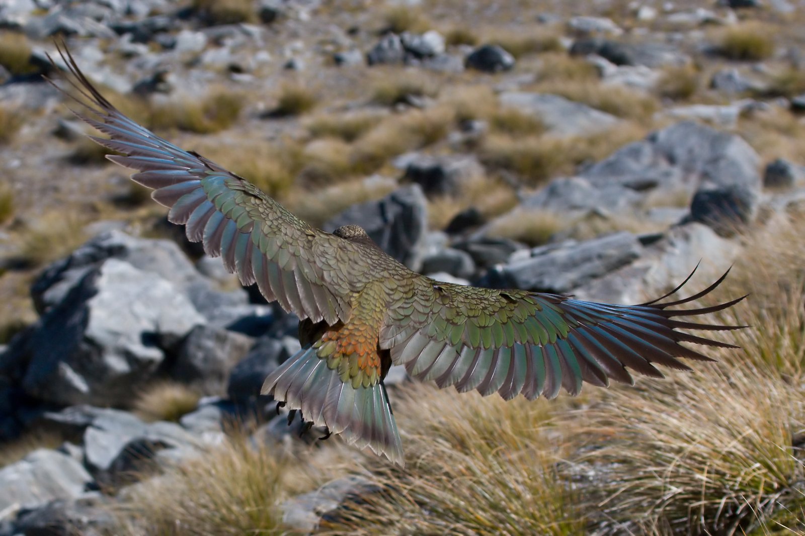 The Mischievous World of Kea Parrots (image credits: wikimedia)
