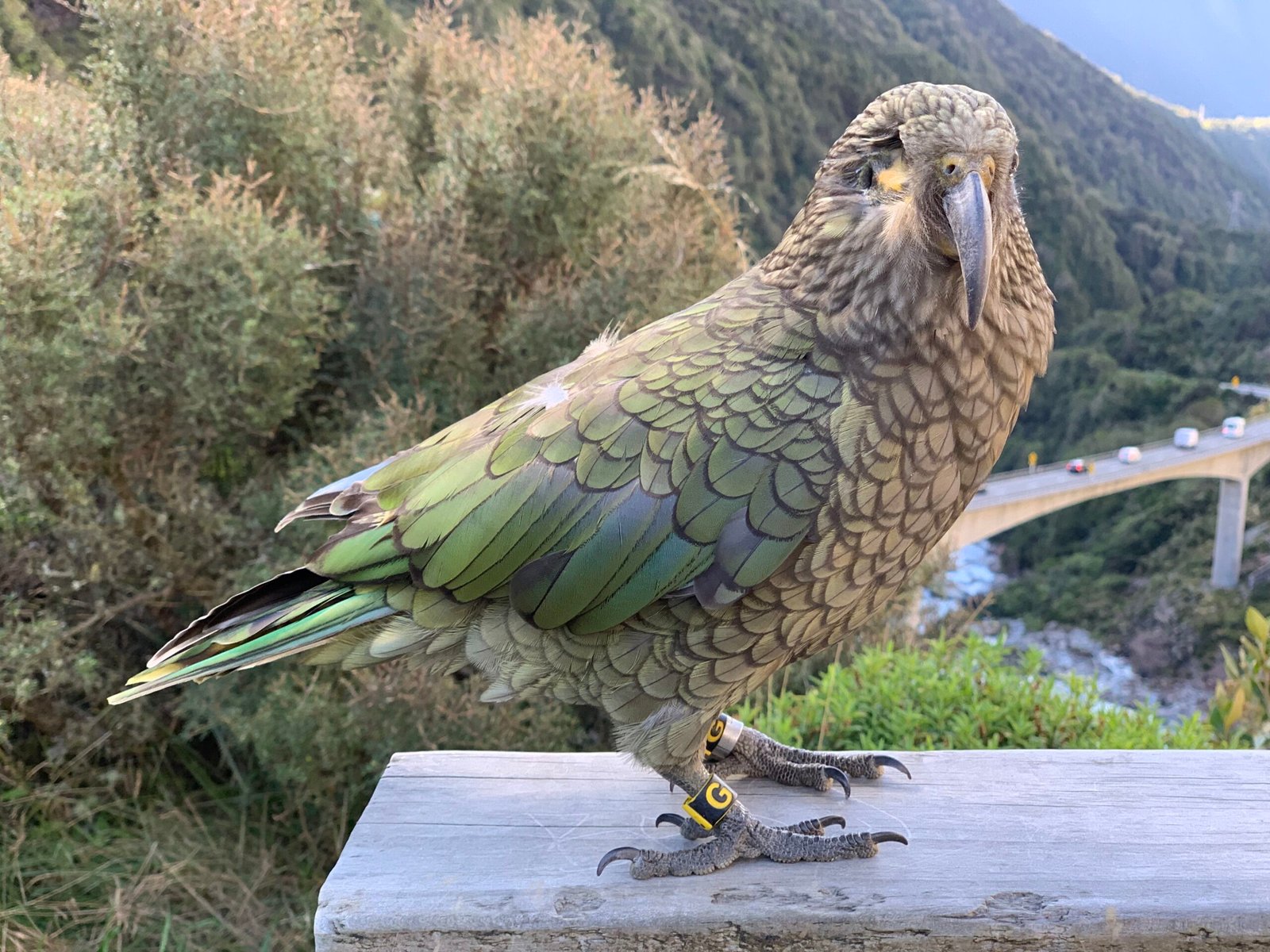 The Importance of Play in Animal Behavior (image credits: wikimedia)
