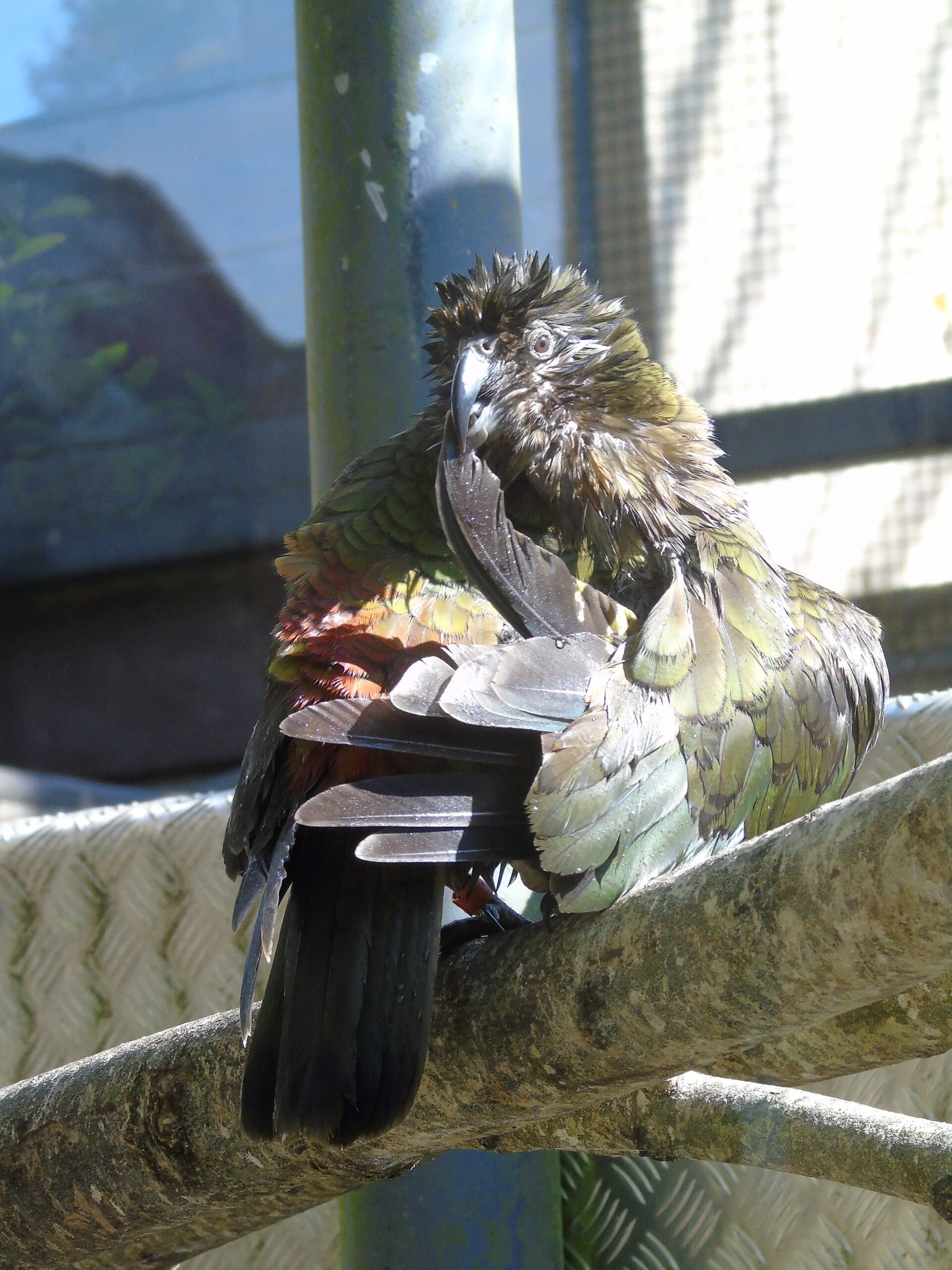 Recording and Analyzing the Kea Warble (image credits: wikimedia)