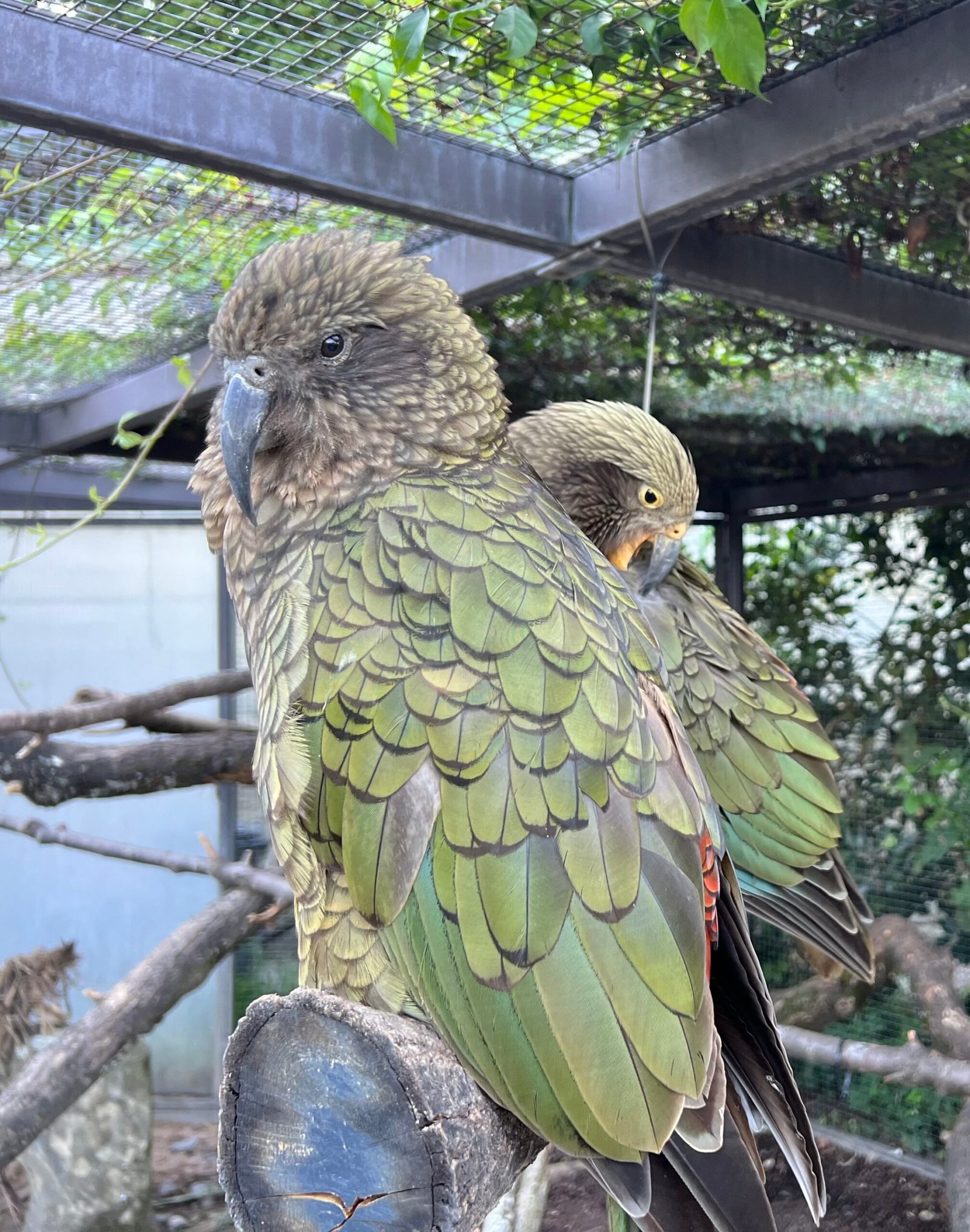 Real-Life Examples of Kea Playfulness (image credits: wikimedia)