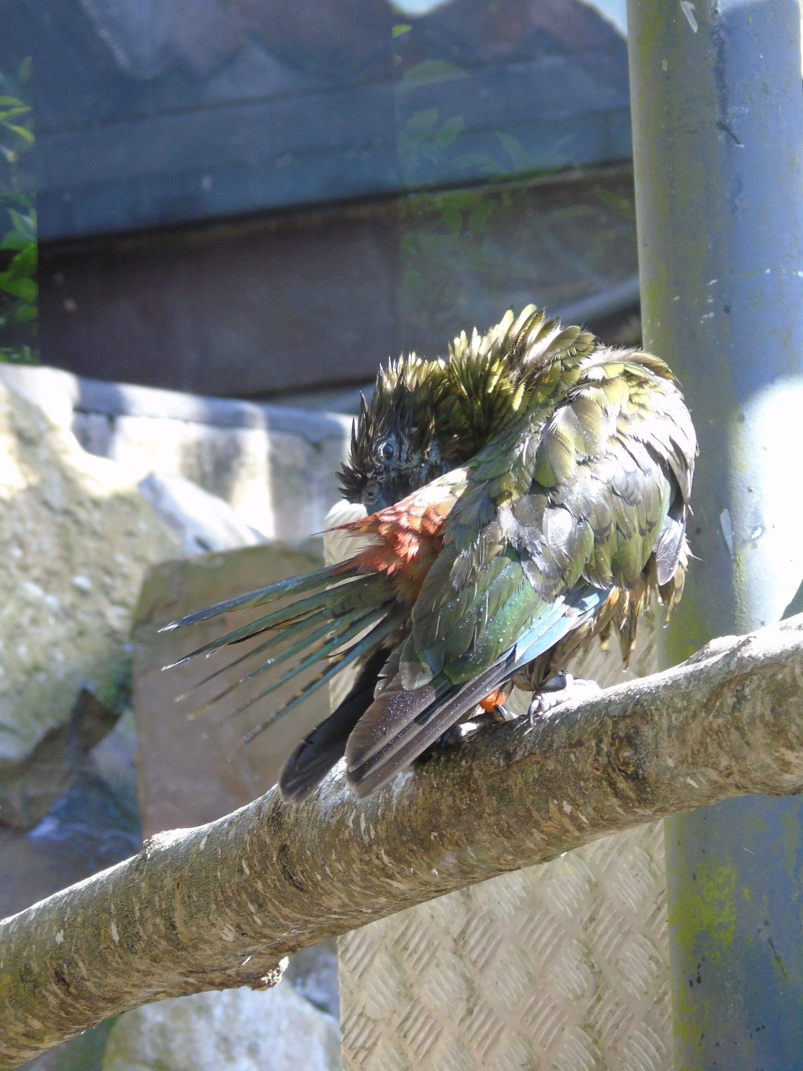 What the Kea Teaches Us About Joy and Connection (image credits: wikimedia)