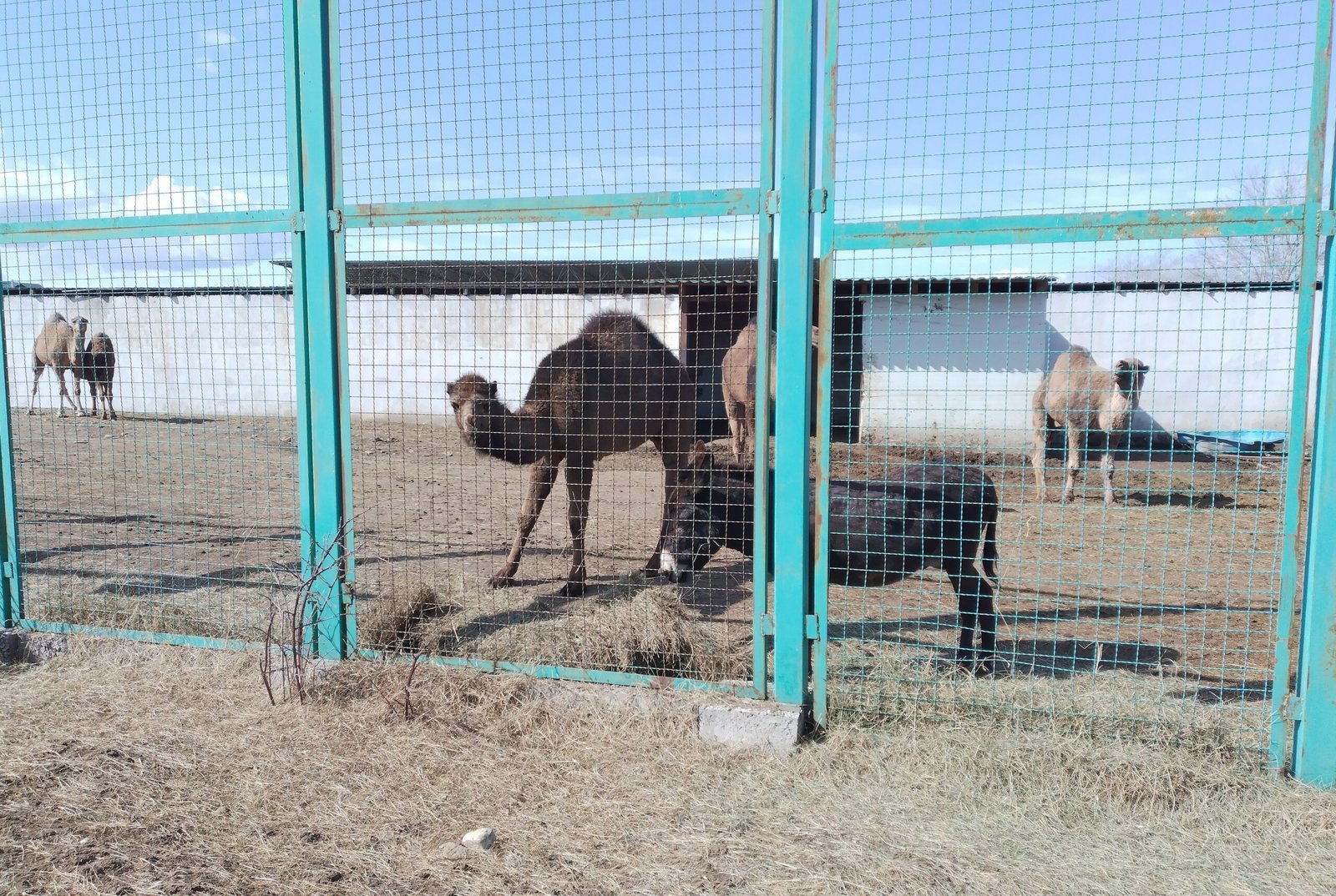 Looking Ahead: The Future of Zoos (image credits: wikimedia)