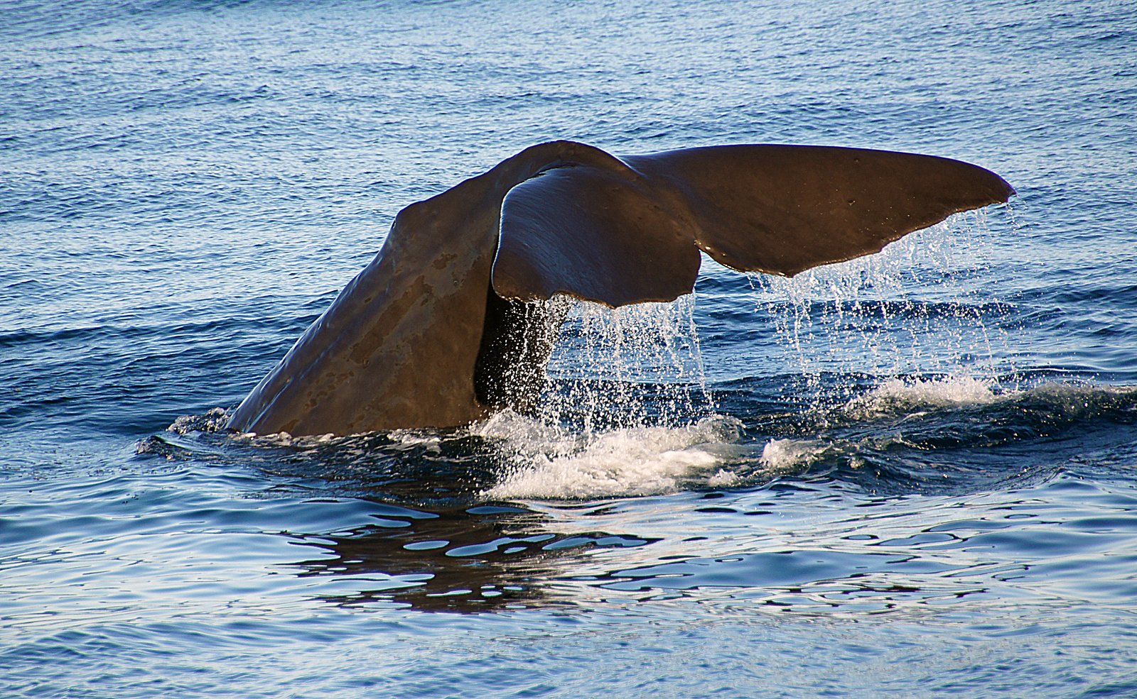 Challenges in Studying Whale Language (image credits: wikimedia)