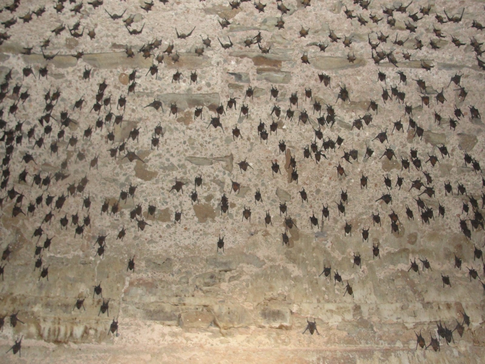 The Hidden Social Lives of Bats (image credits: wikimedia)
