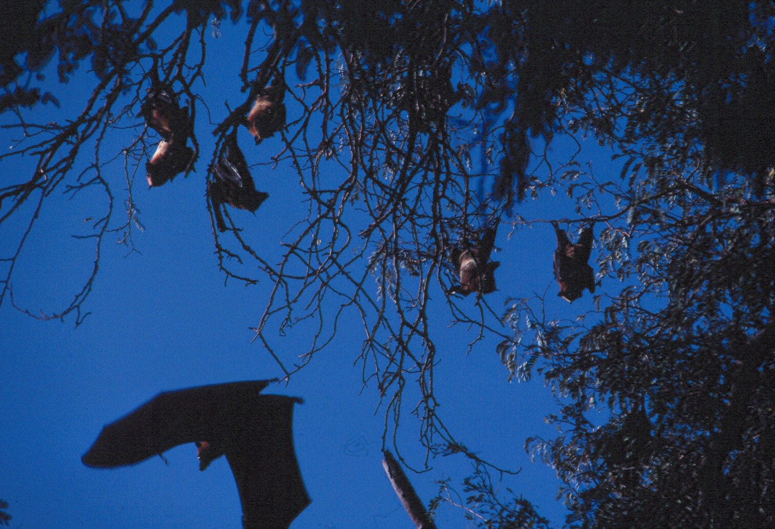 Gossip in the Shadows: How Bats Spread the Word (image credits: wikimedia)